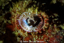 Decorated Eye. This is a close up shot an eye of a scorpi... by Penn De Los Santos 